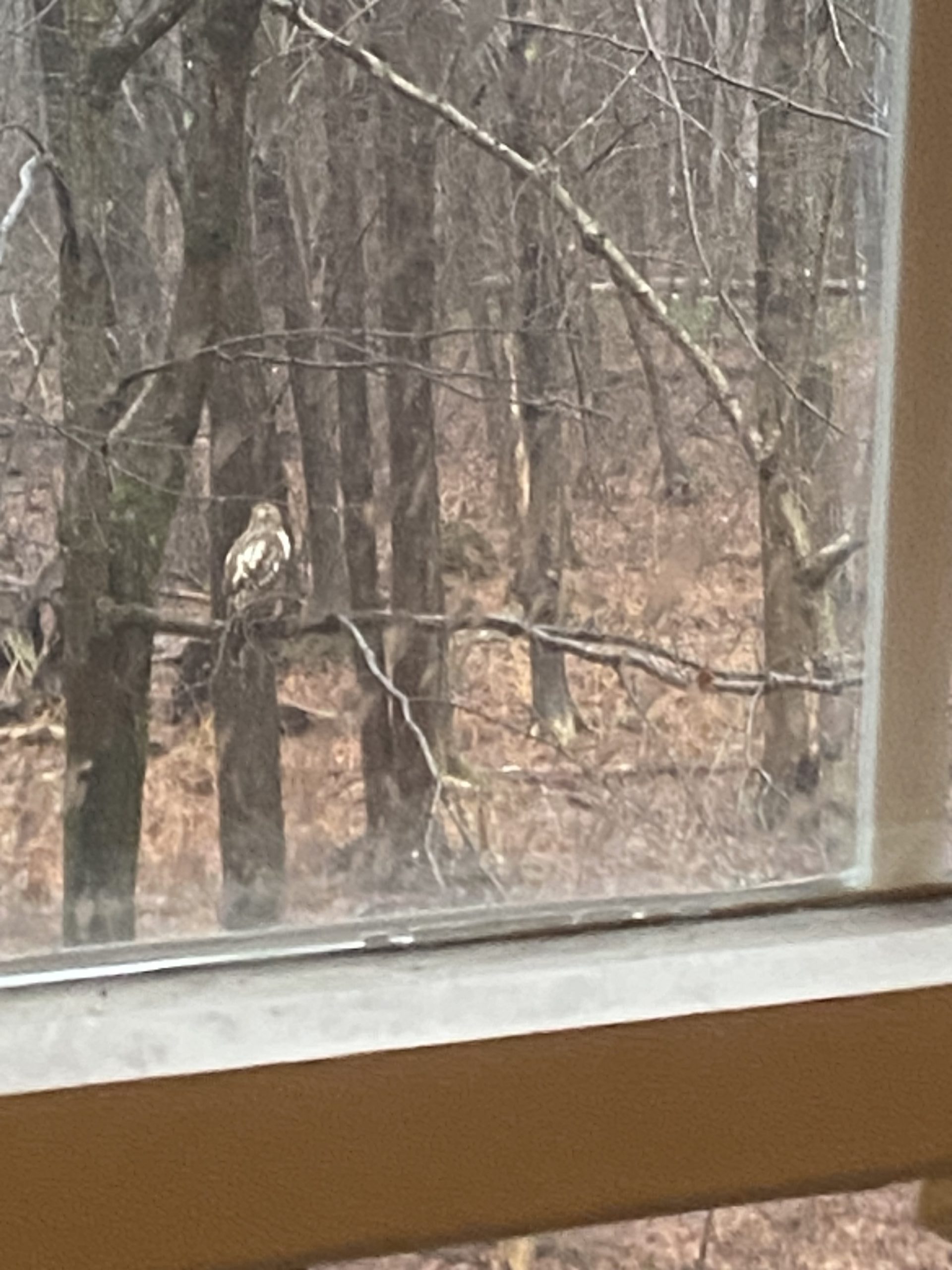 Dec 23 another visit from a hawk …